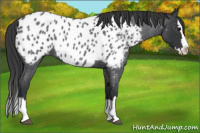 Horse Color:Blue Roan Splash Appaloosa 