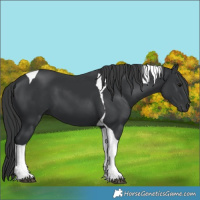 Horse Color:Black Tobiano 