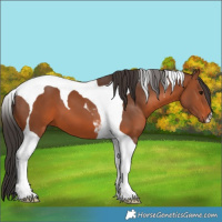 Horse Color:Bay Tobiano 