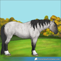 Horse Color:Grullo Roan Rabicano 