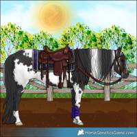 Horse Color:White Spotted Brown 
