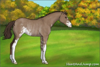 Horse Color:Liver Red Dun Sabino Rabicano 