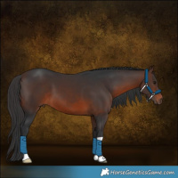 Horse Color:Brown 