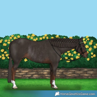 Horse Color:Liver Chestnut Rabicano 