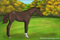 Horse Color:Liver Chestnut 