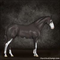 Horse Color:Smoky Black Sabino 
