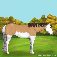 Horse Color:Buckskin Dun Splash