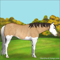 Horse Color:Buckskin Dun Splash Rabicano 