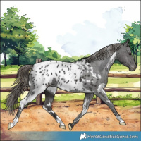 Horse Color:White Spotted Smoky Black Appaloosa 