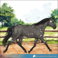 Horse Color:White Spotted Grullo 