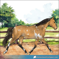 Horse Color:White Spotted Buckskin Rabicano 