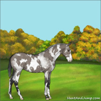Horse Color:White Spotted Grullo 