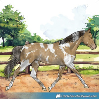 Horse Color:White Spotted Classic Cream Champagne Rabicano 