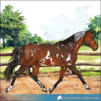 Horse Color:White Spotted Bay 