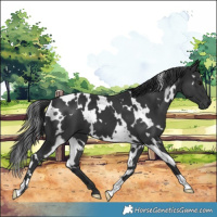 Horse Color:White Spotted Black 