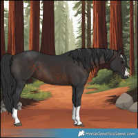 Horse Color:Brown 