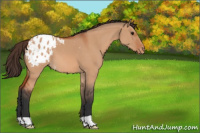 Horse Color:Bay Dun Appaloosa 