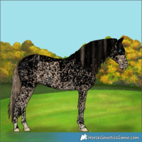 Horse Color:Void Smoky Creme Tobiano Frame 