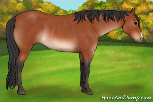Horse Color:Bay Roan Rabicano 
