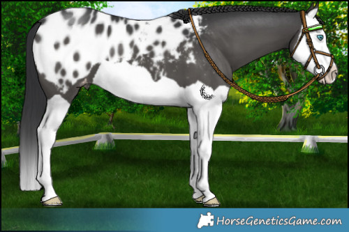 Horse Color:Black Splash Appaloosa 