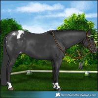 Horse Color:Black Appaloosa