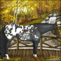 Horse Color:Black Appaloosa