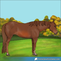 Horse Color:Chestnut 