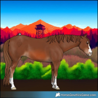 Horse Color:Chestnut 