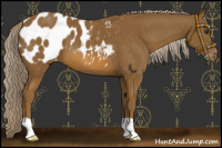Horse Color:Chocolate Palomino Appaloosa 