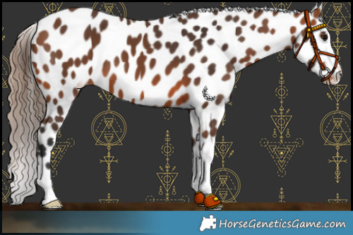 Horse Color:Bay Appaloosa