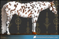 Horse Color:Bay Appaloosa 