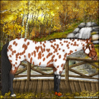 Horse Color:Bay Appaloosa 