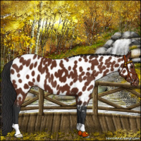 Horse Color:Brown Appaloosa 