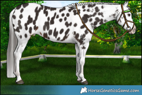 Horse Color:Liver Chestnut Appaloosa 