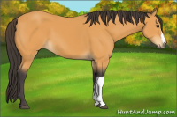 Horse Color:Buckskin 