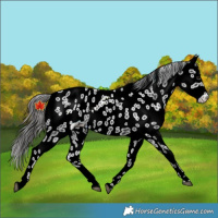 Horse Color:Black Appaloosa