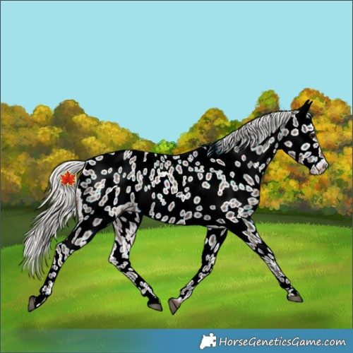 Horse Color:Silver Black Appaloosa Rabicano 