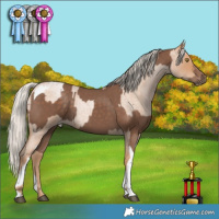 Horse Color:Silver Blue Roan Pearl and Silver Black Tobiano