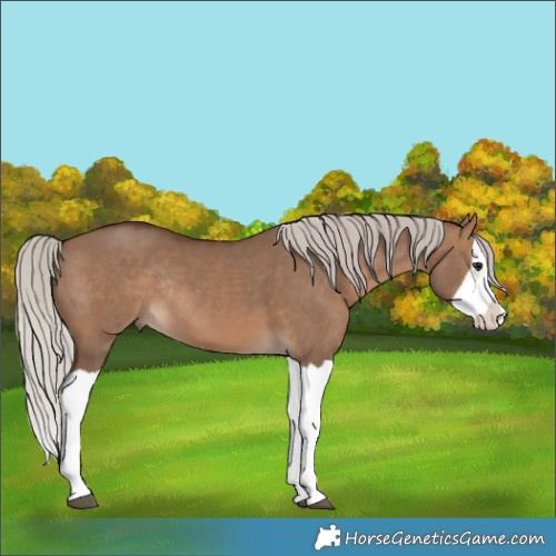 Horse Color:Silver Brown Dun Splash Rabicano 