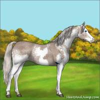 Horse Color:White Spotted Silver Blue Roan Splash Rabicano