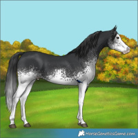 Horse Color:White Spotted Black Splash