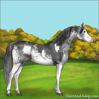 Horse Color:White Spotted Black Splash 