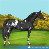 Horse Color:White Spotted Black