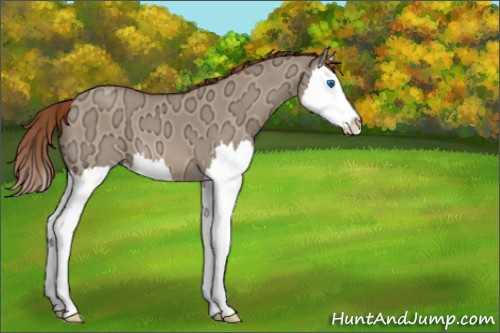 Horse Color:Red Dun Ice Roan Splash 