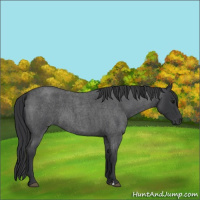 Horse Color:Blue Roan 