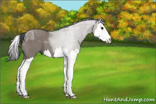 Horse Color:Grullo Splash 