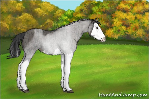 Horse Color:Black Splash  and Grullo Splash 