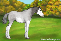 Horse Color:Grullo Splash