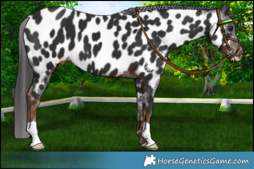 Horse Color:Liver Chestnut Appaloosa 
