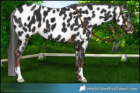Horse Color:Liver Chestnut Near Leopard 